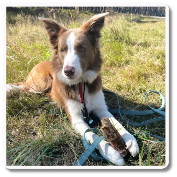 Smycz antypoślizgowa TURKUSOWA