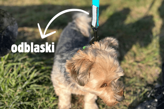 Zalety klasycznych smyczy simbao