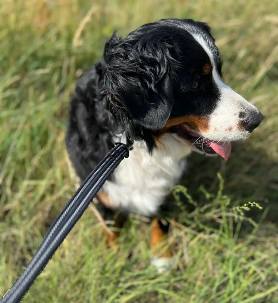 smycz dla dużego psa