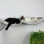 Półka ścienna dla kota, wisząca PODWÓJNY ŁUK 100 cm SH-M-DA100