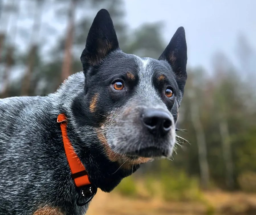 Obroża pomarańczowa wodoodporna