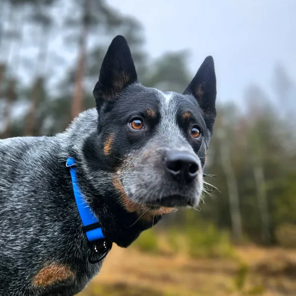 Obroża dla psa półzaciskowa wodoodporna niebieska 40-55cm